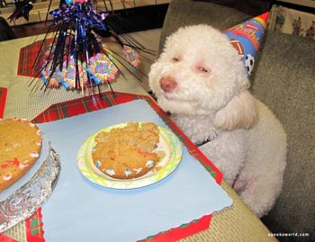Party dog!